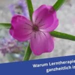 Warum Lerntherapie immer ganzheitlich ist